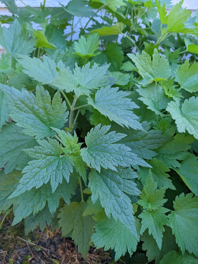 Motherwort - Premium Air Dried - Produced in Oregon by Little River Herbs