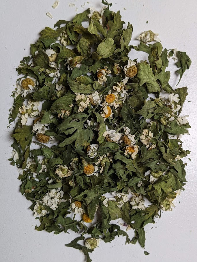 Feverfew - Premium Air Dried - Produced in Oregon by Little River Herbs