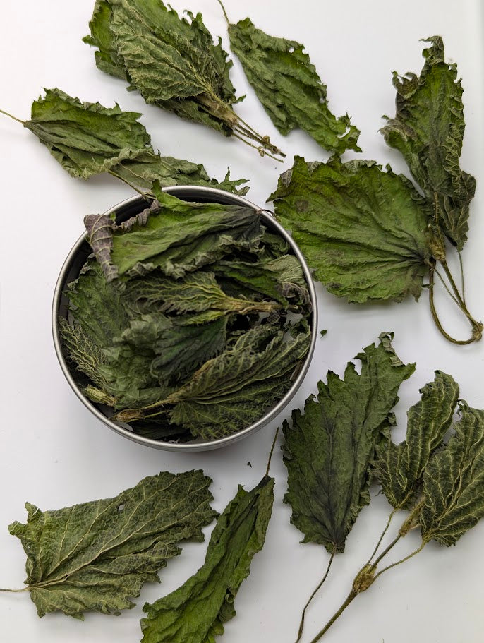Stinging Nettle Leaves – Premium Air Dried – Produced in Oregon by Little River Herbs